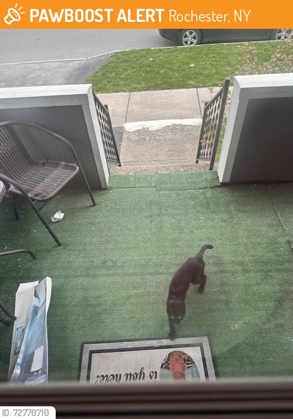 Found/Stray Unknown Cat last seen On my porch , Rochester, NY 14615