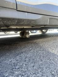 Found/Stray Unknown Cat last seen Las Vegas VA, back parking lot near the emergency room , North Las Vegas, NV 89086
