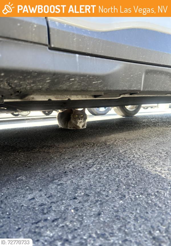 Found/Stray Unknown Cat last seen Las Vegas VA, back parking lot near the emergency room , North Las Vegas, NV 89086