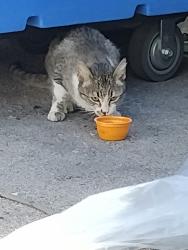 Found/Stray Unknown Cat last seen Sunset and Gibson, Henderson, NV 89011