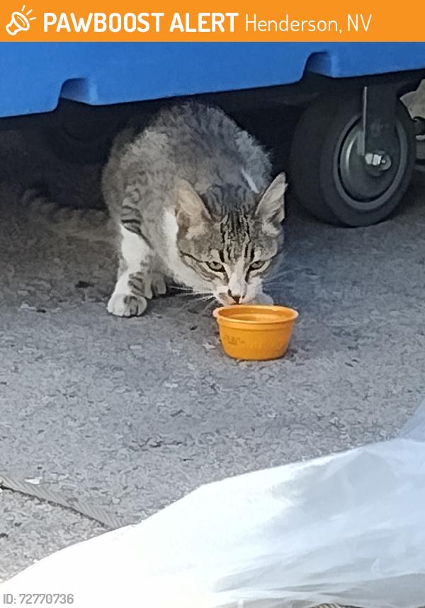 Found/Stray Unknown Cat last seen Sunset and Gibson, Henderson, NV 89011