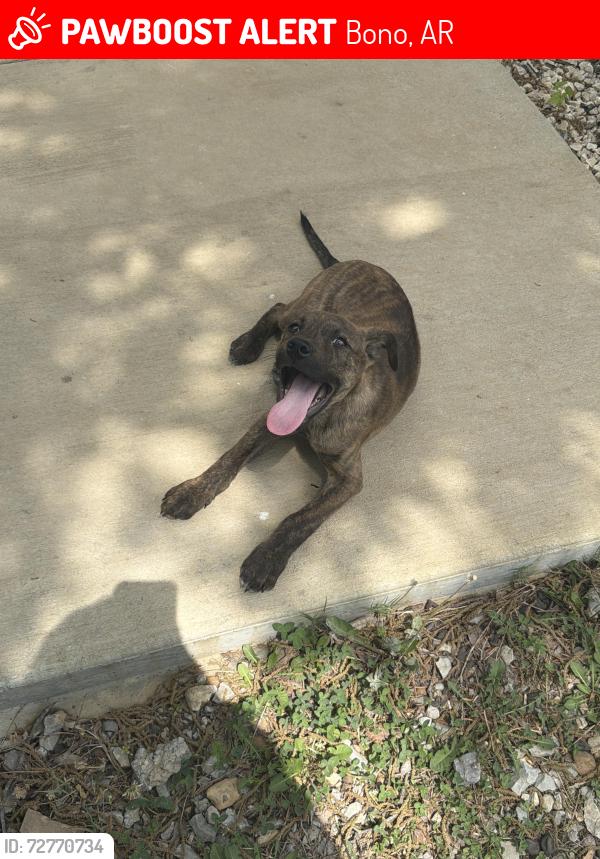 Lost Male Dog last seen County road 380 bono, Bono, AR 72416