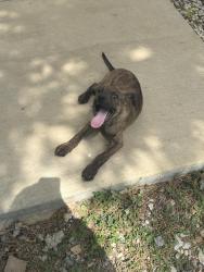 Lost Male Dog last seen County road 380 bono, Bono, AR 72416