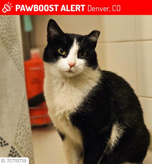 Lost Male Cat last seen Colfax and Monaco, Denver, CO 80220