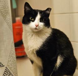 Lost Male Cat last seen Colfax and Monaco, Denver, CO 80220