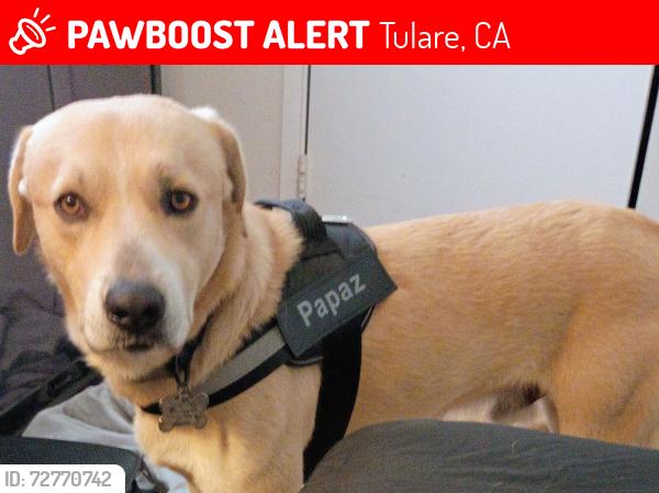 Lost Male Dog last seen Cartmill and West street , Tulare, CA 93274