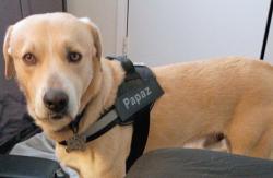 Lost Male Dog last seen Cartmill and West street , Tulare, CA 93274