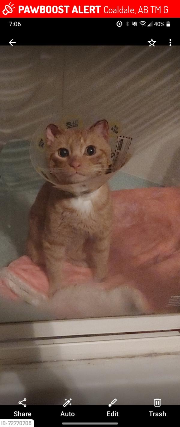 Lost Male Cat last seen First house behind red apple. In coaldale, Coaldale, AB T1M 1G1