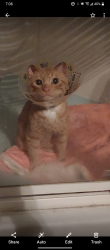 Lost Male Cat last seen First house behind red apple. In coaldale, Coaldale, AB T1M 1G1