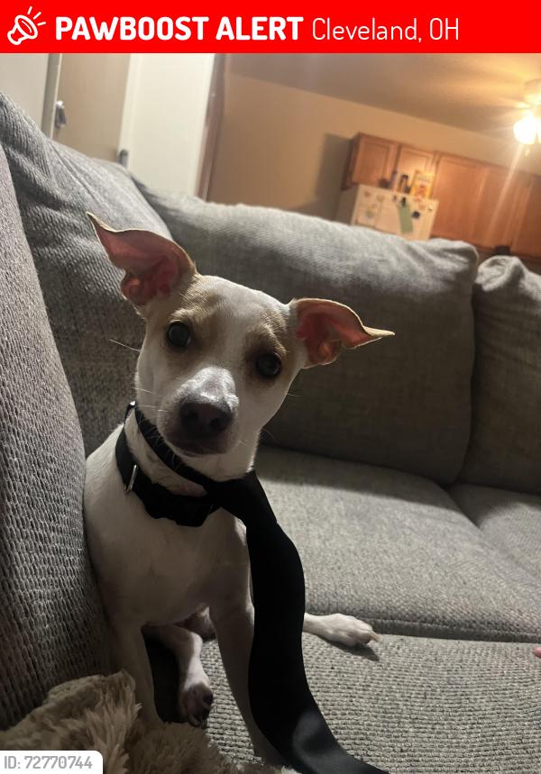 Lost Male Dog last seen Neff Road Park, Cleveland, OH 44119