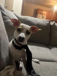 Lost Male Dog last seen Neff Road Park, Cleveland, OH 44119