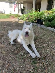 Found/Stray Male Dog last seen Rich Rd & White Station, Memphis, TN 38120