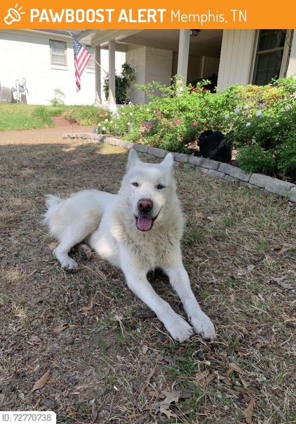 Found/Stray Male Dog last seen Rich Rd & White Station, Memphis, TN 38120