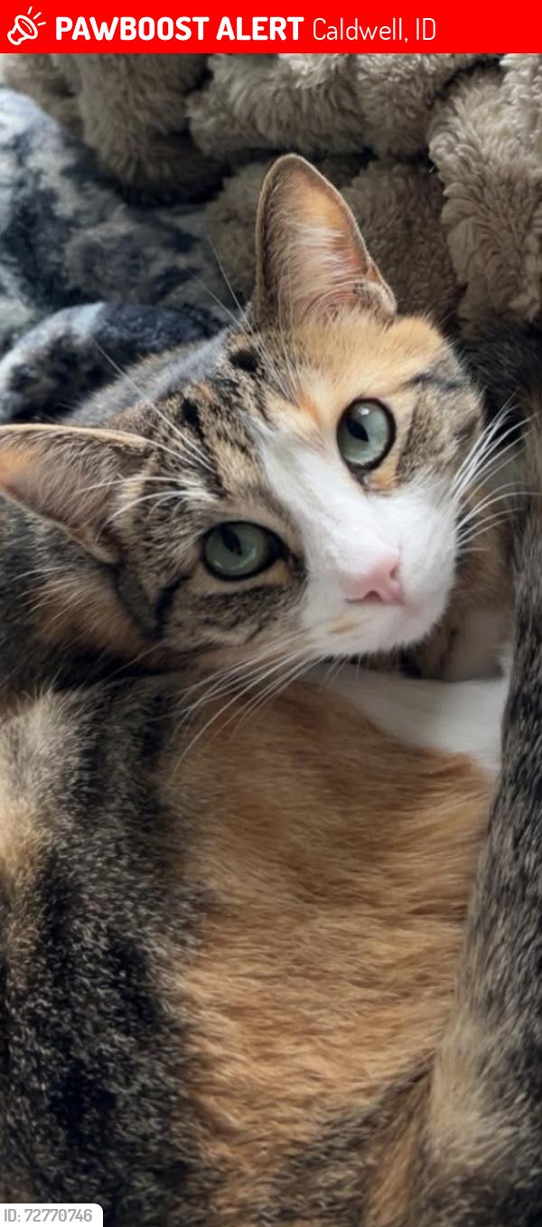 Lost Female Cat last seen Middleton and skyway, Caldwell, ID 83605
