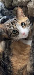 Lost Female Cat last seen Middleton and skyway, Caldwell, ID 83605