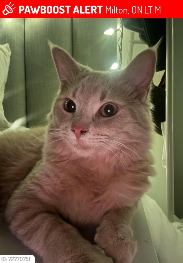Lost Male Cat last seen Tremaine Pringle , Milton, ON L9T 7M1