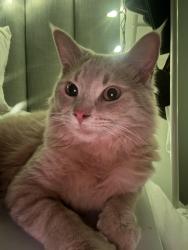 Lost Male Cat last seen Tremaine Pringle , Milton, ON L9T 7M1