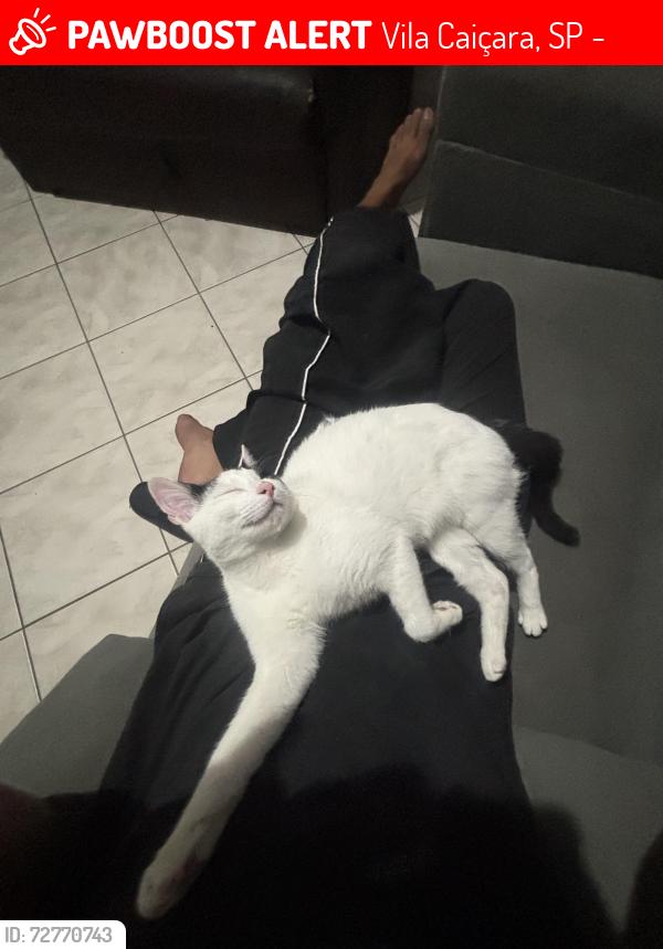 Lost Female Cat last seen Redondezas da rua São Cristóvão, bangalô, perto da orla , Vila Caiçara, SP 11706-230