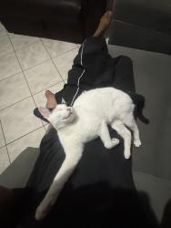 Lost Female Cat last seen Redondezas da rua São Cristóvão, bangalô, perto da orla , Vila Caiçara, SP 11706-230