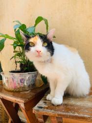 Lost Female Cat last seen Rua Arnaldo Augusto Batista, 1155, Vila Sonia, SP 11723