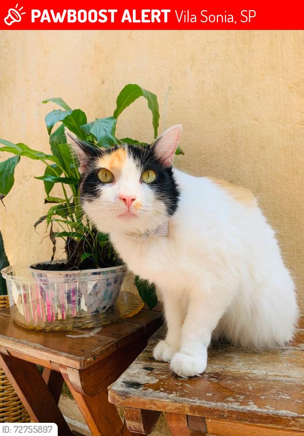 Lost Female Cat last seen Rua Arnaldo Augusto Batista, 1155, Vila Sonia, SP 11723