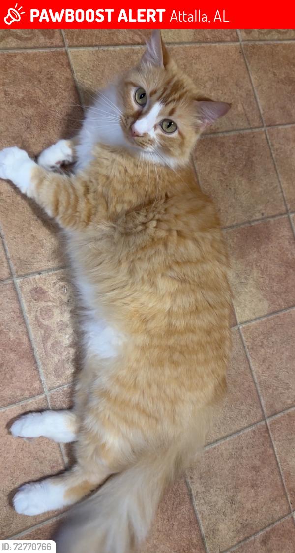 Lost Female Cat last seen Walker st, , Attalla, AL 35954