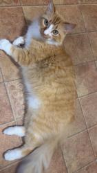 Lost Female Cat last seen Walker st, , Attalla, AL 35954