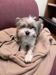 Lost Male Dog last seen In South College Station near Stousland Rd, College Station, TX 77845