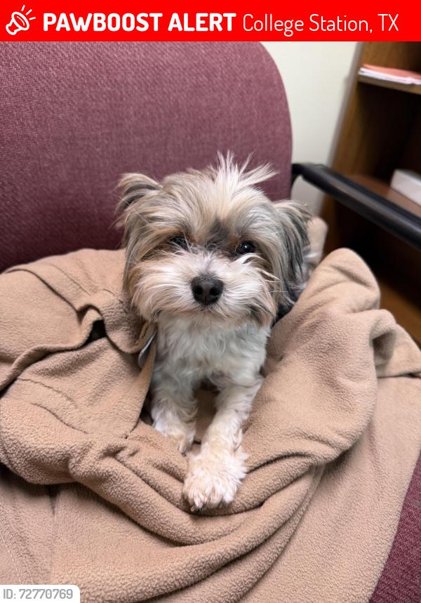 Lost Male Dog last seen In South College Station near Stousland Rd, College Station, TX 77845