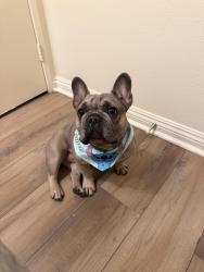 Lost Female Dog last seen Near Gresham st, Los Angeles, CA 91304