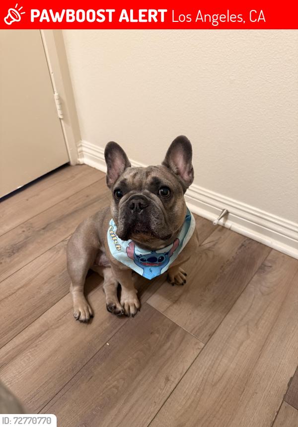 Lost Female Dog last seen Near Gresham st, Los Angeles, CA 91304