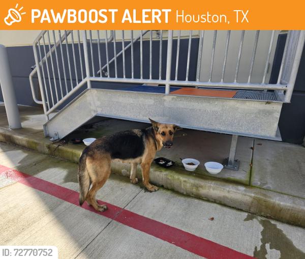 Found/Stray Female Dog last seen Aldine Mail Route Road, Houston, TX 77032