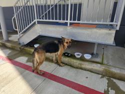 Found/Stray Female Dog last seen Aldine Mail Route Road, Houston, TX 77032
