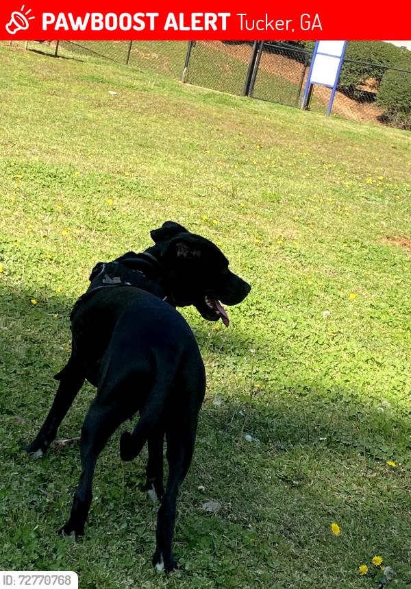 Lost Male Dog last seen Lawrenceville hwy , Tucker, GA 30084