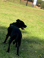 Lost Male Dog last seen Lawrenceville hwy , Tucker, GA 30084