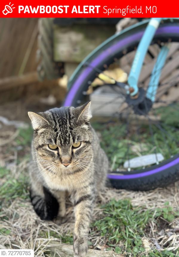 Lost Male Cat last seen Golden rd, Springfield, MO 65807