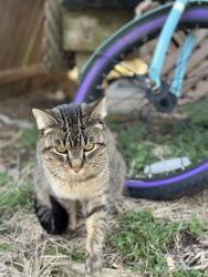 Lost Male Cat last seen Golden rd, Springfield, MO 65807