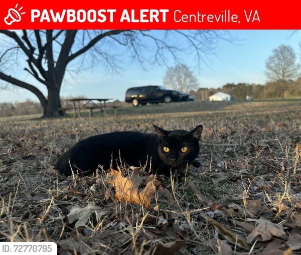 Lost Female Cat last seen Near 29 and 28 , Centreville, VA 20121