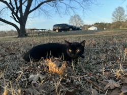 Lost Female Cat last seen Near 29 and 28 , Centreville, VA 20121
