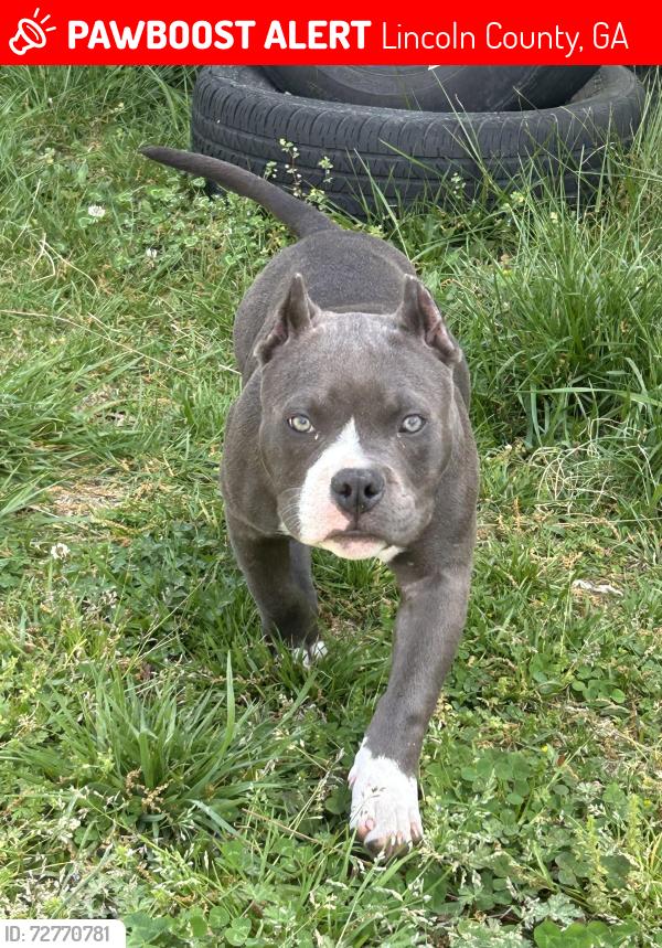 Lost Female Dog last seen C and E drive. There’s a shop nearby and broad river campsite! , Lincoln County, GA 30668