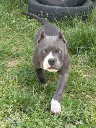 Lost Female Dog last seen C and E drive. There’s a shop nearby and broad river campsite! , Lincoln County, GA 30668