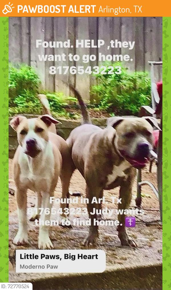Found/Stray Female Dog last seen woodview drive and woodside arlington tx, Arlington, TX 76013