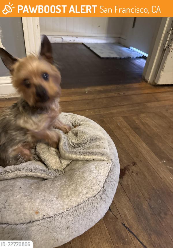 Found/Stray Male Dog last seen LaSalle ave, San Francisco, CA 94124