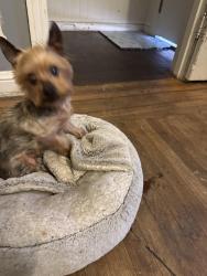Found/Stray Male Dog last seen LaSalle ave, San Francisco, CA 94124