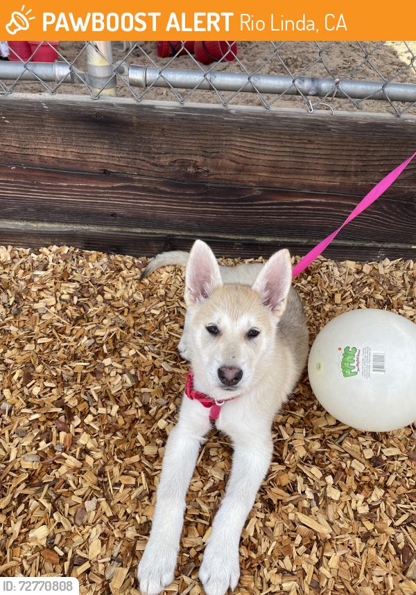 Found/Stray Female Dog last seen Watt, Rio Linda, CA 95673