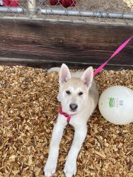 Found/Stray Female Dog last seen Watt, Rio Linda, CA 95673
