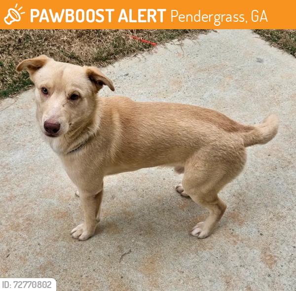Found/Stray Male Dog last seen Old  Gainesville Hwy & Wynn Way, Pendergrass, GA 30567