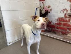 Shelter Stray Male Dog last seen HIGHLAND AVE X VICTORIA ST, San Bernardino, CA 92401