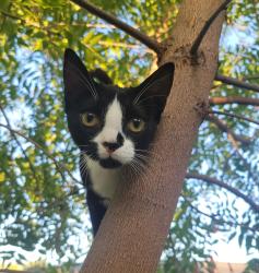 Lost Female Cat last seen Mountain and Lake St, Lake Elsinore, CA 92530