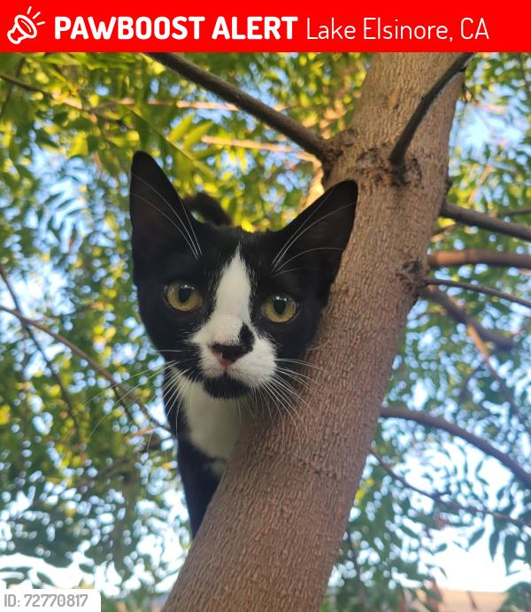 Lost Female Cat last seen Mountain and Lake St, Lake Elsinore, CA 92530